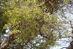 Bauhinia scandens var. anguina